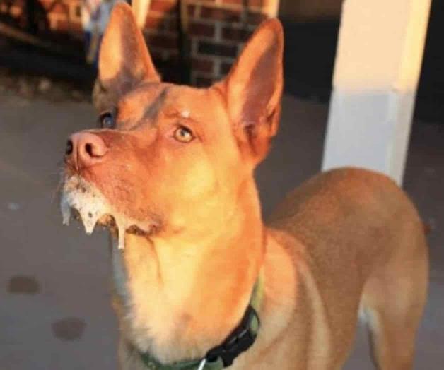 Alerta por casos de rabia humana en México