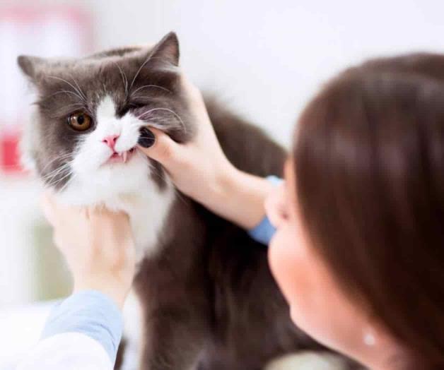 Píldora facilita tratar diabetes