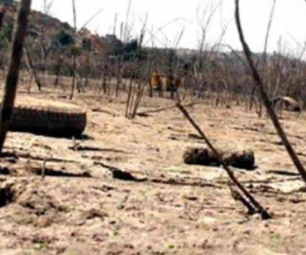 Pastizales agostados Pastizales agostados