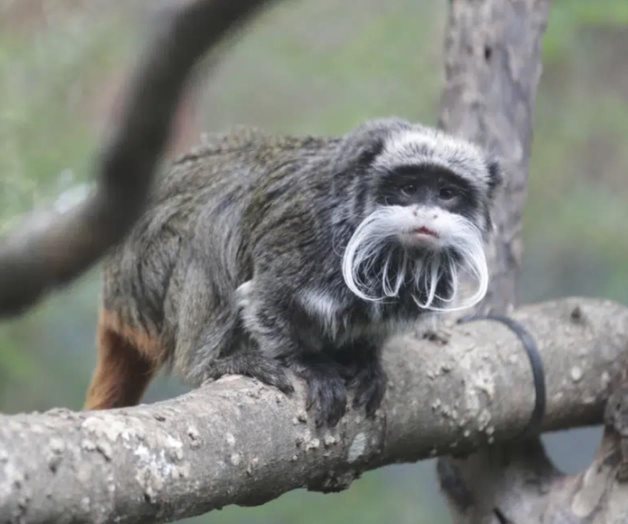 Secuestran a 2 monos del zoológico de Dallas Secuestran a 2 monos del zoológico de Dallas