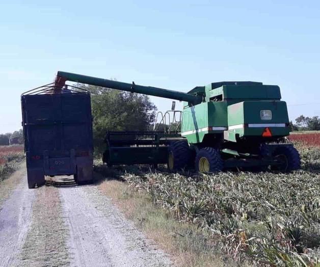Se desploma precio de tonelada de sorgo