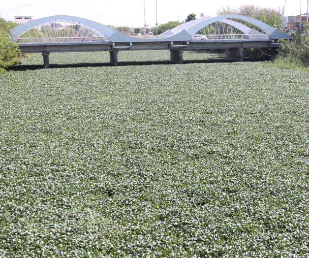 Proponen utilizar coipos Proponen utilizar coipos