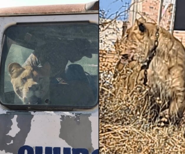 Leona escapa de su dueño y ataca a mujer en Aguascalientes