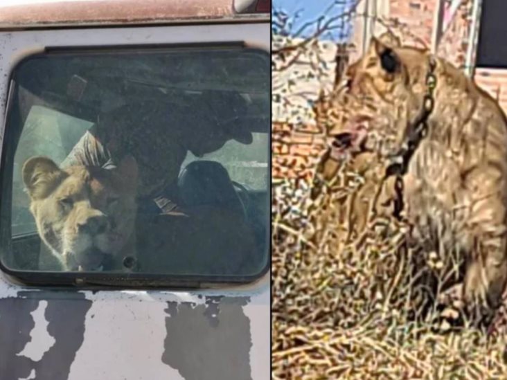 Leona escapa de su dueño y ataca a mujer en Aguascalientes Leona escapa de su dueño y ataca a mujer en Aguascalientes
