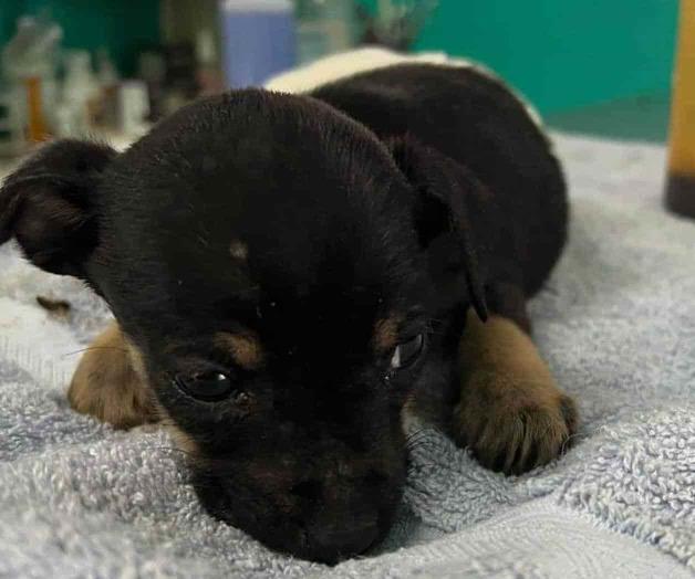 Atropellan a cachorro; necesita cirugía para salvar patita