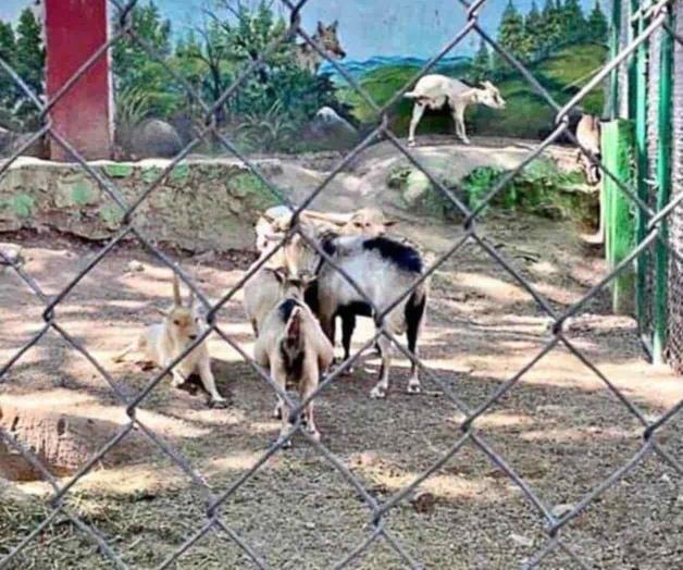 Despiden jefe de zoológico por vender y cocinar animales