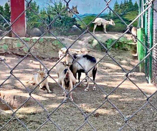 Hacen barbacoa con cabras... del Zoológico de Chilpancingo Hacen barbacoa con cabras... del Zoológico de Chilpancingo