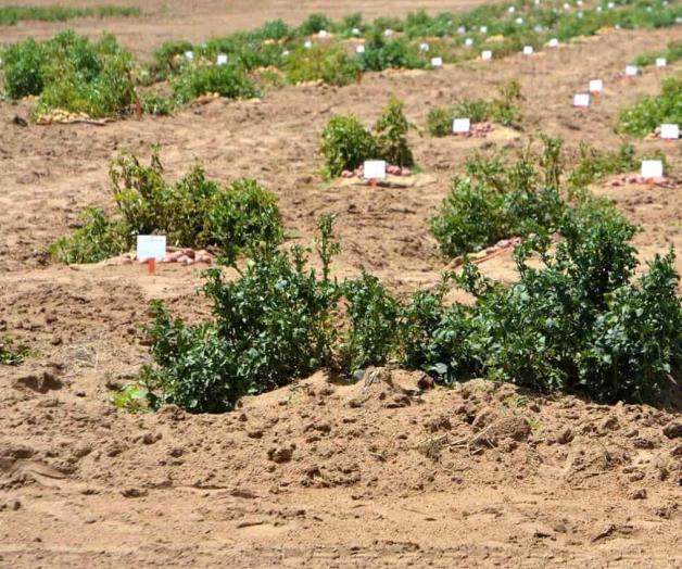 Realiza USDA censo agrícola y ganadero Realiza USDA censo agrícola y ganadero