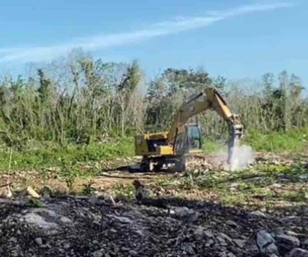 Anulan suspensión por tala para Tren Maya