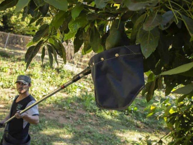 La peligrosa ruta de los aguacates mexicanos al Super Bowl La peligrosa ruta de los aguacates mexicanos al Super Bowl