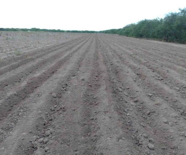 Generalizan siembra de sorgo