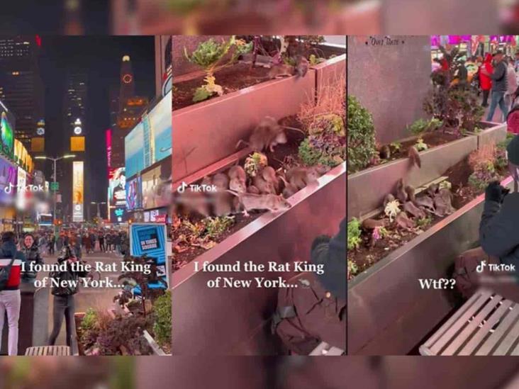 Ratas invaden Times Square en Nueva York... hombre las alimenta Ratas invaden Times Square en Nueva York... hombre las alimenta