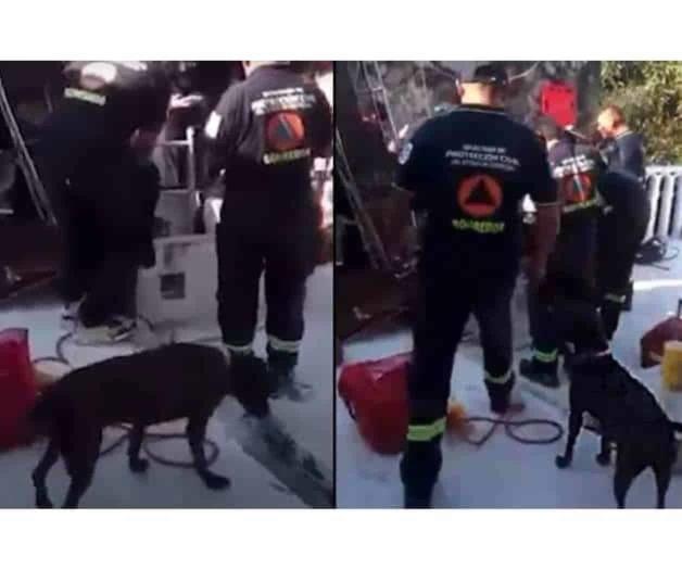 Perrita “Carey” rescata a adulto mayor tras estar 4 días atrapado