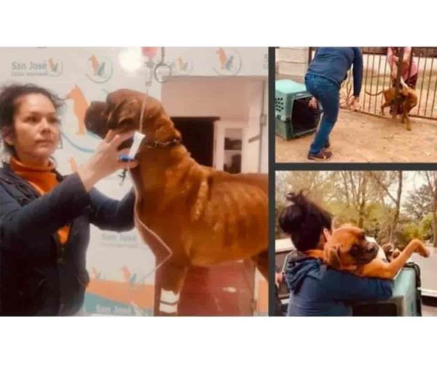 Rescatan a El Chato, canino víctima de crueldad animal en Sonora