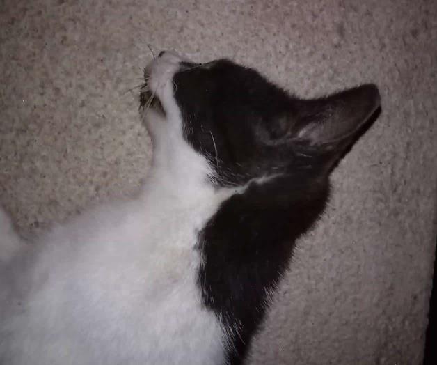 Exterminan a gatos con veneno, denuncian residentes de Río Bravo Exterminan a gatos con veneno, denuncian residentes de Río Bravo