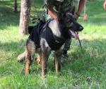 Fallece Proteo, perro mexicano rescatista en Turquía