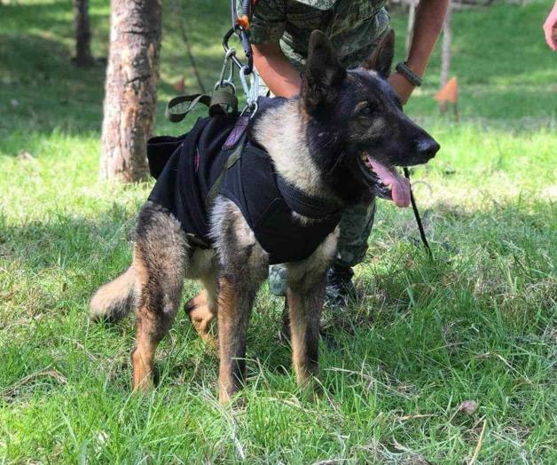 Fallece Proteo, perro mexicano rescatista en Turquía