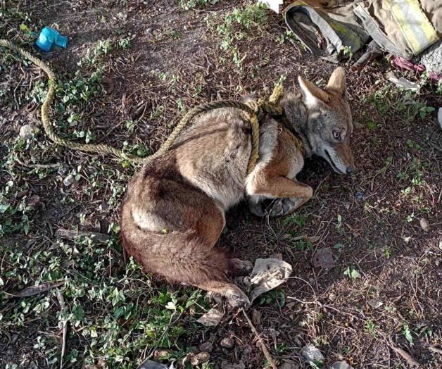 Aseguran coyote en Valle Hermoso Aseguran coyote en Valle Hermoso