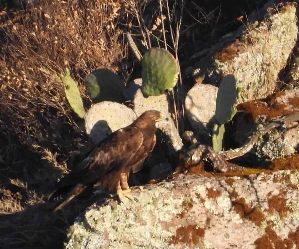En Jalisco detectan 18 ejemplares de águila real