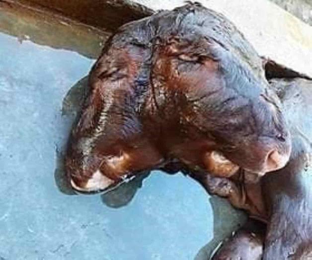 Becerro con dos cabezas causa sorpresa