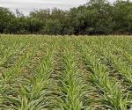 Sin consecuencias, heladas en el agro