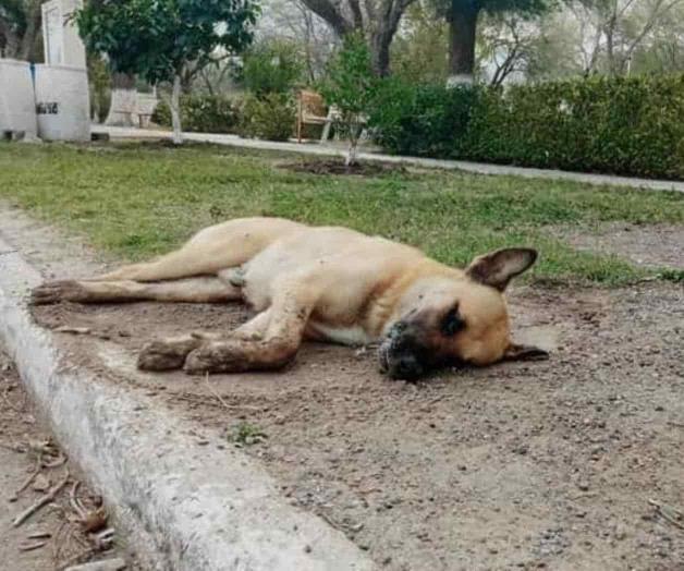 Envenenan mascotas en Anáhuac