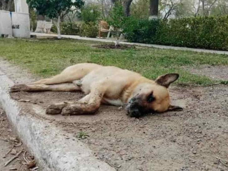 Envenenan mascotas en Anáhuac Envenenan mascotas en Anáhuac