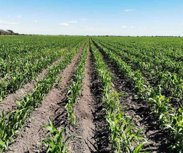 Destaca crecimiento de sorgo en San Fernando
