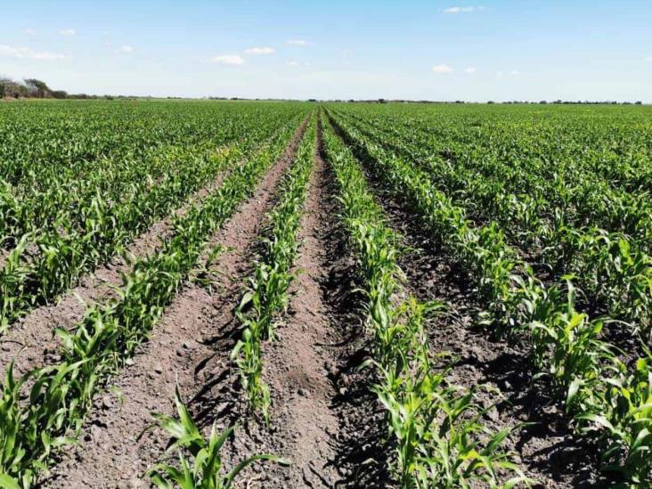 Destaca crecimiento de sorgo en San Fernando Destaca crecimiento de sorgo en San Fernando
