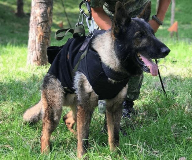 Así rinde homenaje Sedena a Proteo, perro rescatista