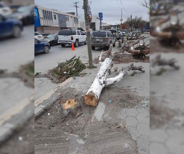 Reforestarán jardines de plaza Benito Juárez