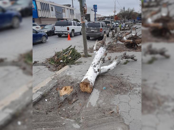 Reforestarán jardines de plaza Benito Juárez Reforestarán jardines de plaza Benito Juárez