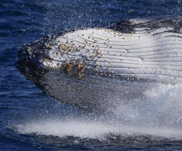 Ballenas jorobadas cantan menos con su aumento de población