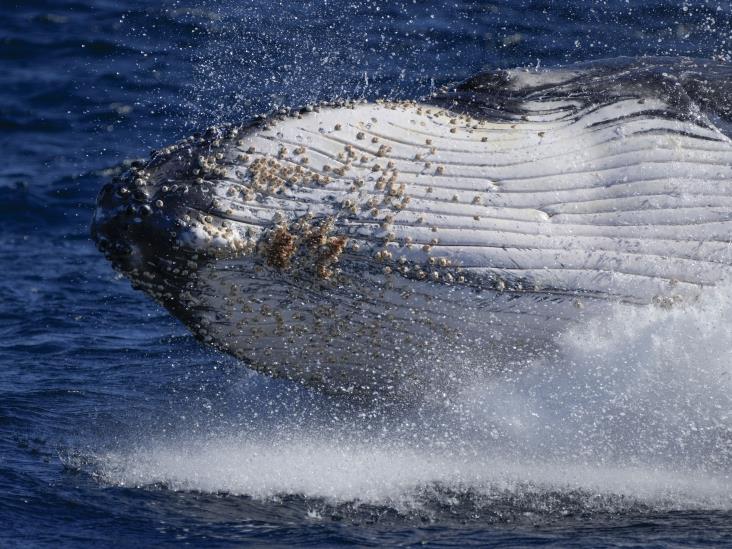 Ballenas jorobadas cantan menos con su aumento de población Ballenas jorobadas cantan menos con su aumento de población