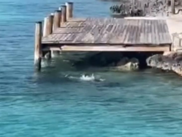 Perro se lanza desde muelle para enfrentarse a tiburón Perro se lanza desde muelle para enfrentarse a tiburón