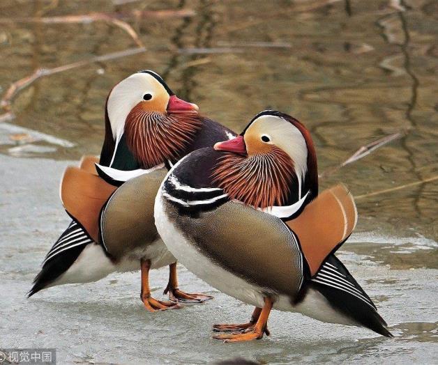 Tiene el Valle de Texas una hermosa creación