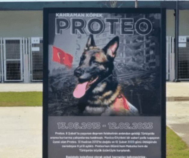 Refugio de animales en Turquía lleva el nombre de Proteo