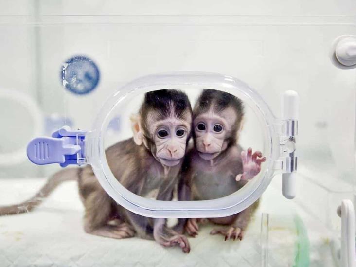 Medicinas sin test en animales: ¿sueño o realidad? Medicinas sin test en animales: ¿sueño o realidad?