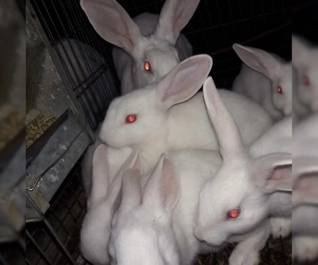 Alertan por enfermedad hemorrágica en conejos Alertan por enfermedad hemorrágica en conejos