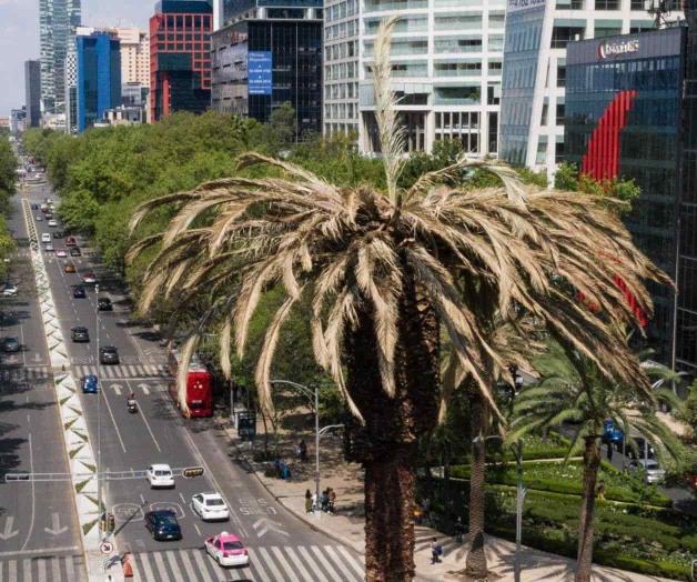 Pagan 2.2 mdp para saber de qué murió palmera de Reforma