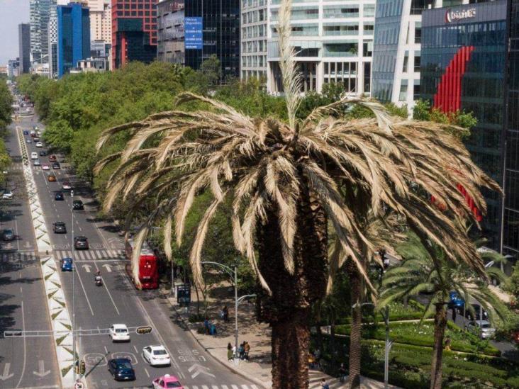 Pagan 2.2 mdp para saber de qué murió palmera de Reforma Pagan 2.2 mdp para saber de qué murió palmera de Reforma
