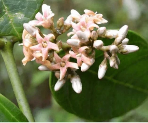 Descubre la UNAM nueva especie de bejuco en Sierra Norte de Oaxaca