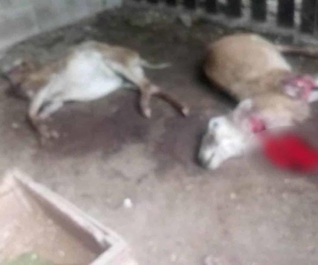 Regresa el Chupacabras