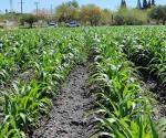 Vigilan productores sembradíos de sorgo