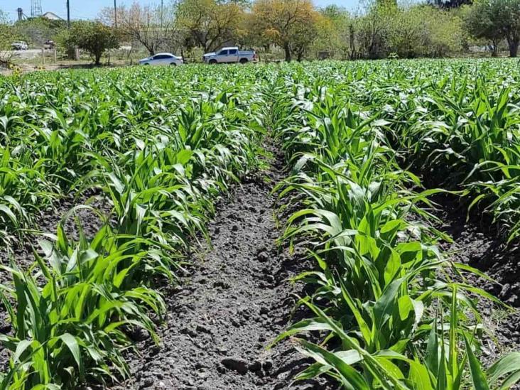 Vigilan productores sembradíos de sorgo Vigilan productores sembradíos de sorgo