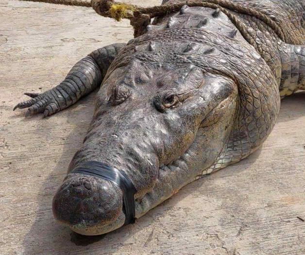 Capturan a un megacocodrilo