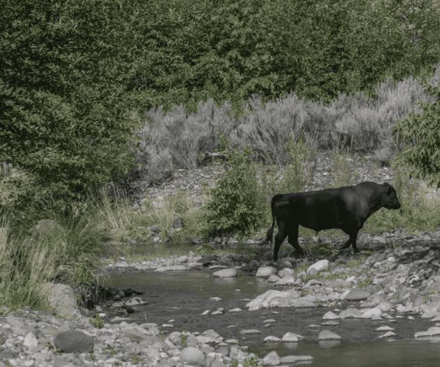Mueren 18.000 vacas en una explosión en una granja en Texas