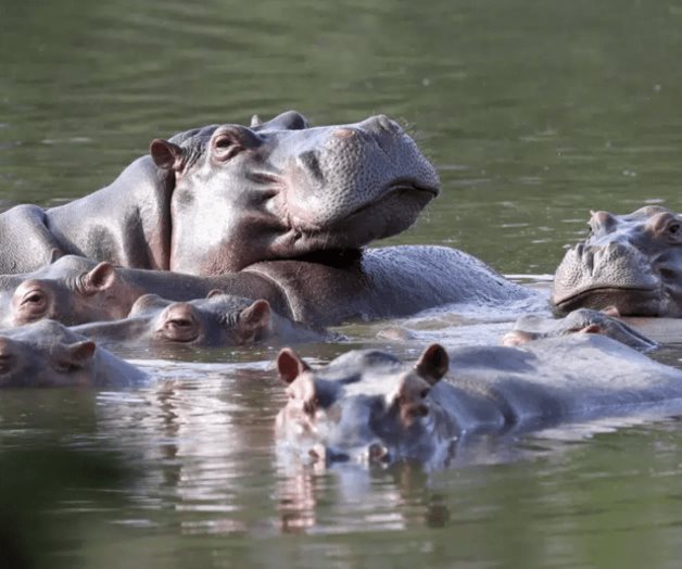 Colombia propone enviar hipopótamos invasivos a México
