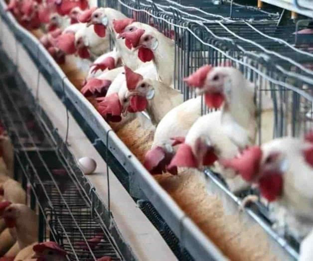 Enciende alertas nuevo brote de influenza aviar