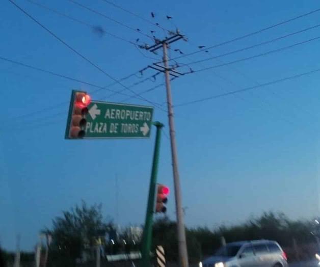 Azotan fuertes vientos en NLD; apagones, 37 árboles caídos y falta de agua, los efectos